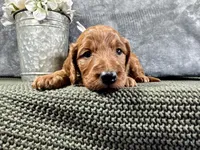 Della, a female Irish Doodle for sale in Hammond, WI – 2 of 5