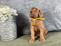 York - F1B, a male Irish Doodle for sale in Hammond, WI – 2 of 5