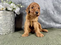 Carolina, a female Irish Doodle for sale in Hammond, WI – 4 of 5