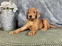 Georgia, a female Irish Doodle for sale in Hammond, WI – 4 of 5