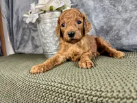 Georgia, a female Irish Doodle for sale in Hammond, WI – 5 of 5