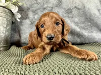 Penn, a male Irish Doodle for sale in Hammond, WI – 2 of 5