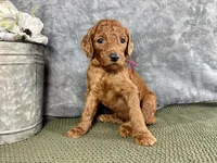 Mary, a female Irish Doodle for sale in Hammond, WI – 4 of 5