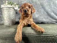 Virginia, a female Irish Doodle for sale in Hammond, WI – 5 of 5