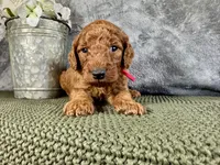 Rhode, a male Irish Doodle for sale in Hammond, WI – 2 of 5