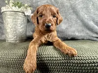Virginia, a female Irish Doodle for sale in Hammond, WI – 4 of 5
