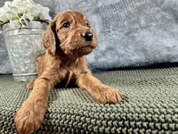 Mason, a male Irish Doodle for sale in Hammond, WI – 3 of 5