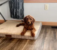 Murphy, a male Irish Doodle for sale in Hammond, WI – 2 of 2