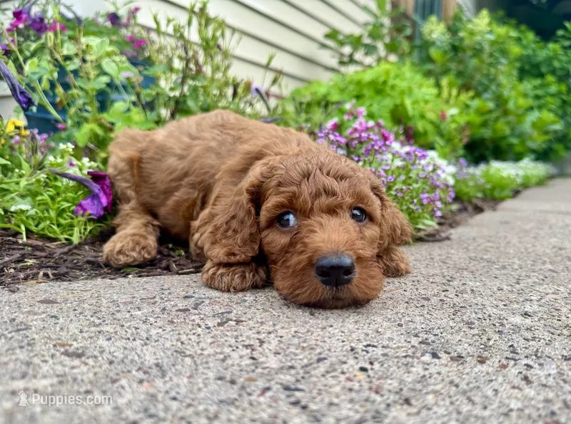 Rhode – Irish Doodle puppy for sale in Hammond, WI