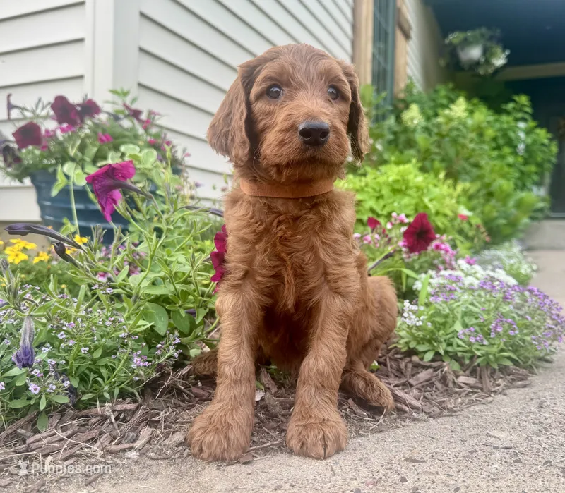 Mason – Irish Doodle puppy for sale in Hammond, WI