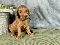 Penn, a male Irish Doodle for sale in Hammond, WI – 4 of 5
