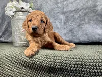 Nora, a female Irish Doodle for sale in Hammond, WI – 5 of 5