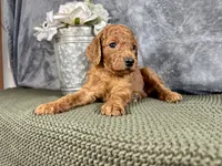 Georgia, a female Irish Doodle for sale in Hammond, WI – 2 of 5