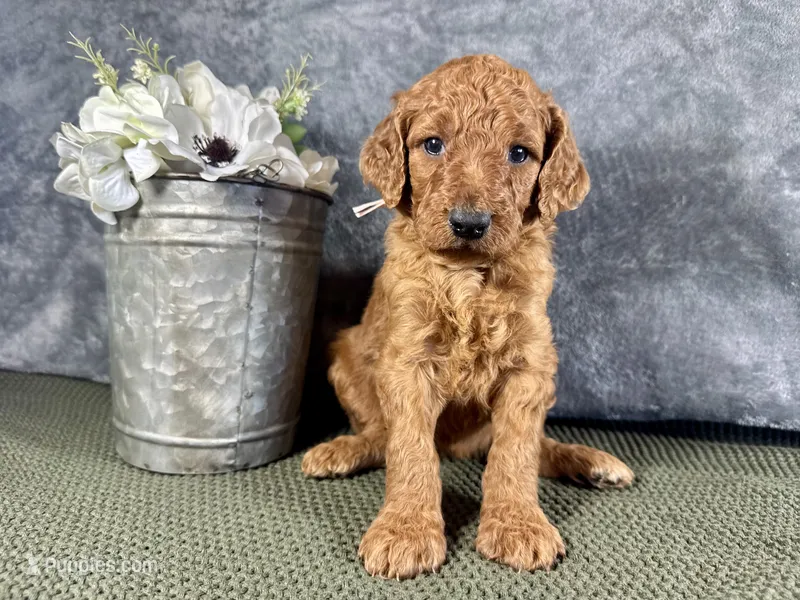 Nora – Irish Doodle puppy for sale in Hammond, WI