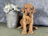 Nora, a female Irish Doodle for sale in Hammond, WI – 1 of 5