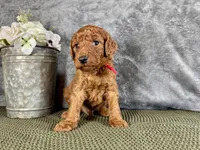 Rhode, a male Irish Doodle for sale in Hammond, WI – 3 of 5