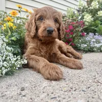 F1B Irish Doodle, a  Irish Setter and Poodle - Standard  for sale in Hammond, WI – Photo 1 of 6