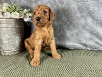 Jersey, a male Irish Doodle for sale in Hammond, WI – 5 of 5