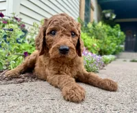 Conrad - F1B, a male Irish Doodle for sale in Hammond, WI – 3 of 10