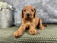 Connor - F1B, a male Irish Doodle for sale in Hammond, WI – 1 of 5
