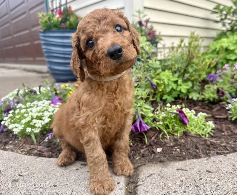 Jersey – Irish Doodle puppy for sale in Hammond, WI