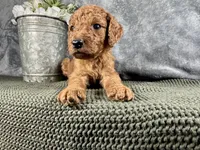 Jersey, a male Irish Doodle for sale in Hammond, WI – 3 of 5