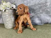 Mary, a female Irish Doodle for sale in Hammond, WI – 5 of 5