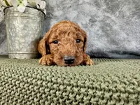 Rhode, a male Irish Doodle for sale in Hammond, WI – 4 of 5