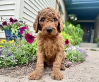 Conrad - F1B, a male Irish Doodle for sale in Hammond, WI – 2 of 10