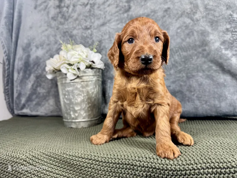 Della – Irish Doodle puppy for sale in Hammond, WI