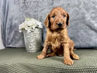 Della, a female Irish Doodle for sale in Hammond, WI – 1 of 5