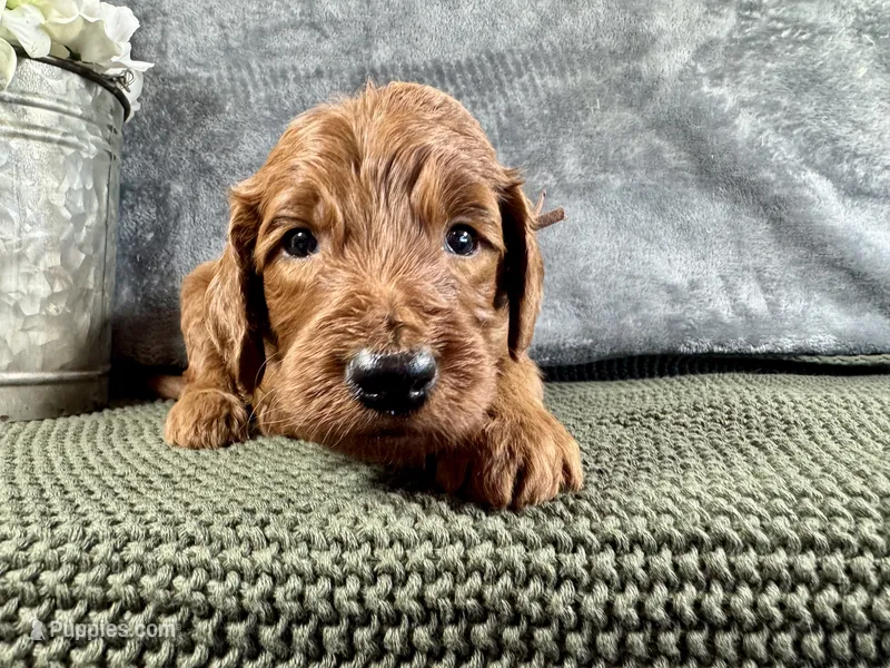 Mason – Irish Doodle puppy for sale in Hammond, WI