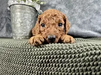 Jersey, a male Irish Doodle for sale in Hammond, WI – 4 of 5