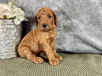 Hammy - F1B, a male Irish Doodle for sale in Hammond, WI – 3 of 5