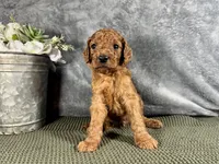 Jersey, a male Irish Doodle for sale in Hammond, WI – 2 of 5