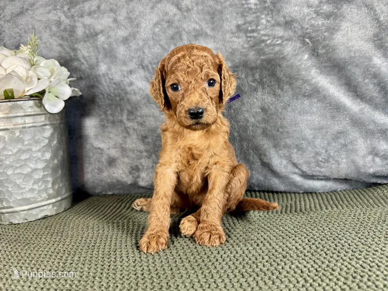 Georgia – Irish Doodle puppy for sale in Hammond, WI