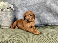 Mary, a female Irish Doodle for sale in Hammond, WI – 3 of 5