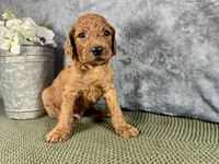 Connor - F1B, a male Irish Doodle for sale in Hammond, WI – 2 of 5