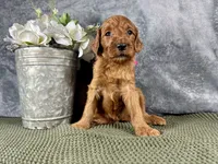 Carolina, a female Irish Doodle for sale in Hammond, WI – 2 of 5