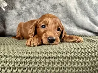Penn, a male Irish Doodle for sale in Hammond, WI – 5 of 5