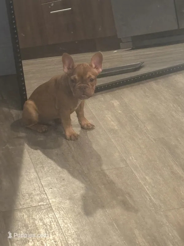 Pup 1 – French Bulldog puppy for sale in Columbus, OH