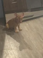 Pup 1, a male French Bulldog for sale in Columbus, OH – 1 of 4