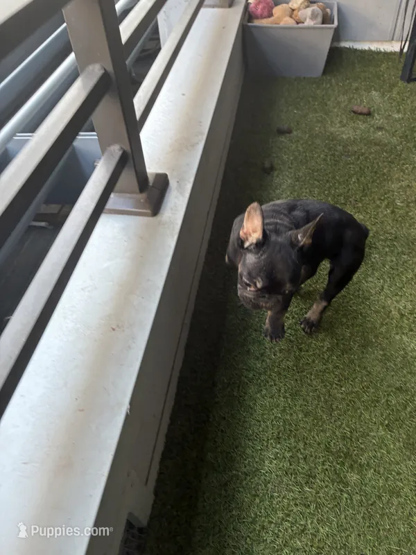 Pup 2  – French Bulldog puppy for sale in Columbus, OH