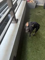 Pup 2 , a female French Bulldog for sale in Columbus, OH – 1 of 5