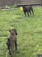 Koba, a male Cane Corso for sale in Columbus, OH – 5 of 5