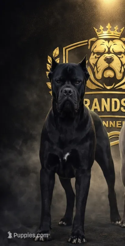 Koba – Cane Corso puppy for sale in Columbus, OH