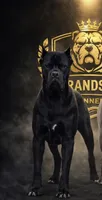 Koba, a male Cane Corso for sale in Columbus, OH – 1 of 5