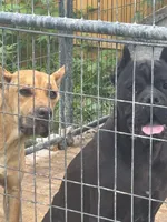 Koba, a male Cane Corso for sale in Columbus, OH – 4 of 5