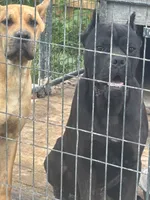 Koba, a male Cane Corso for sale in Columbus, OH – 3 of 5