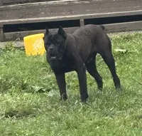 Koba, a male Cane Corso for sale in Columbus, OH – 2 of 5